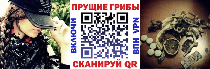 где можно купить   Ульяновск  Псилоцибиновые грибы GOLDEN TEACHER 